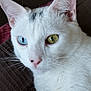 cat, white_cat, close_up, heterochromia, blue_eye, green_eye, pet, feline, whiskers, pink_nose, fur, animal, domestic_cat, indoor, relaxed, portrait, cute, ears, face, muzzle