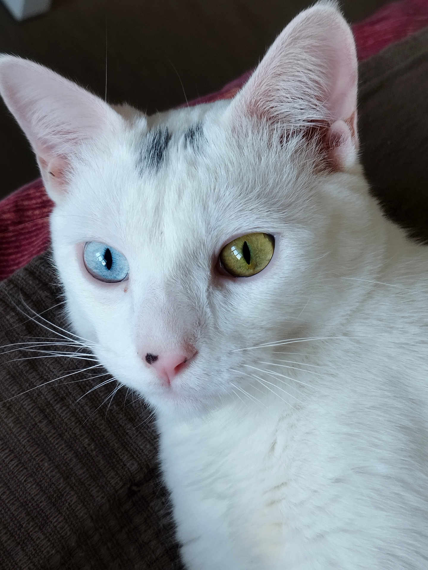 Yoongy participe au concours pour gagner de l'argent avec cette photo : cat, white_cat, close_up, heterochromia, blue_eye, green_eye, pet, feline, whiskers, pink_nose, fur, animal, domestic_cat, indoor, relaxed, portrait, cute, ears, face, muzzle