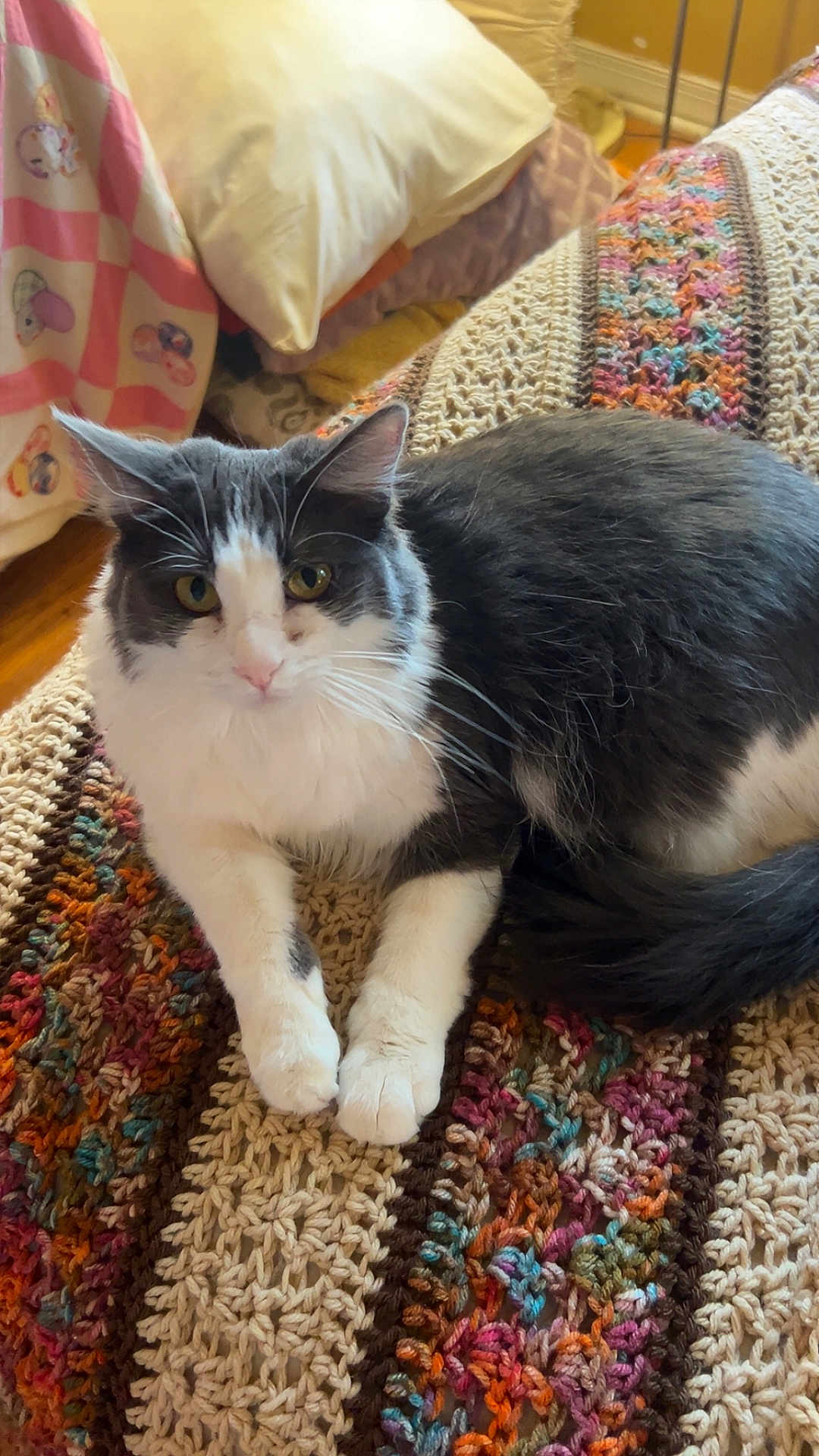 Marie is registered to the contest to win money with this photo: cat, gray_cat, white_cat, pet, animal, indoor, cozy, blanket, crochet, colorful, pillow, bedspread, resting, feline, whiskers, ears, tail, yellow_eyes, fur, curious