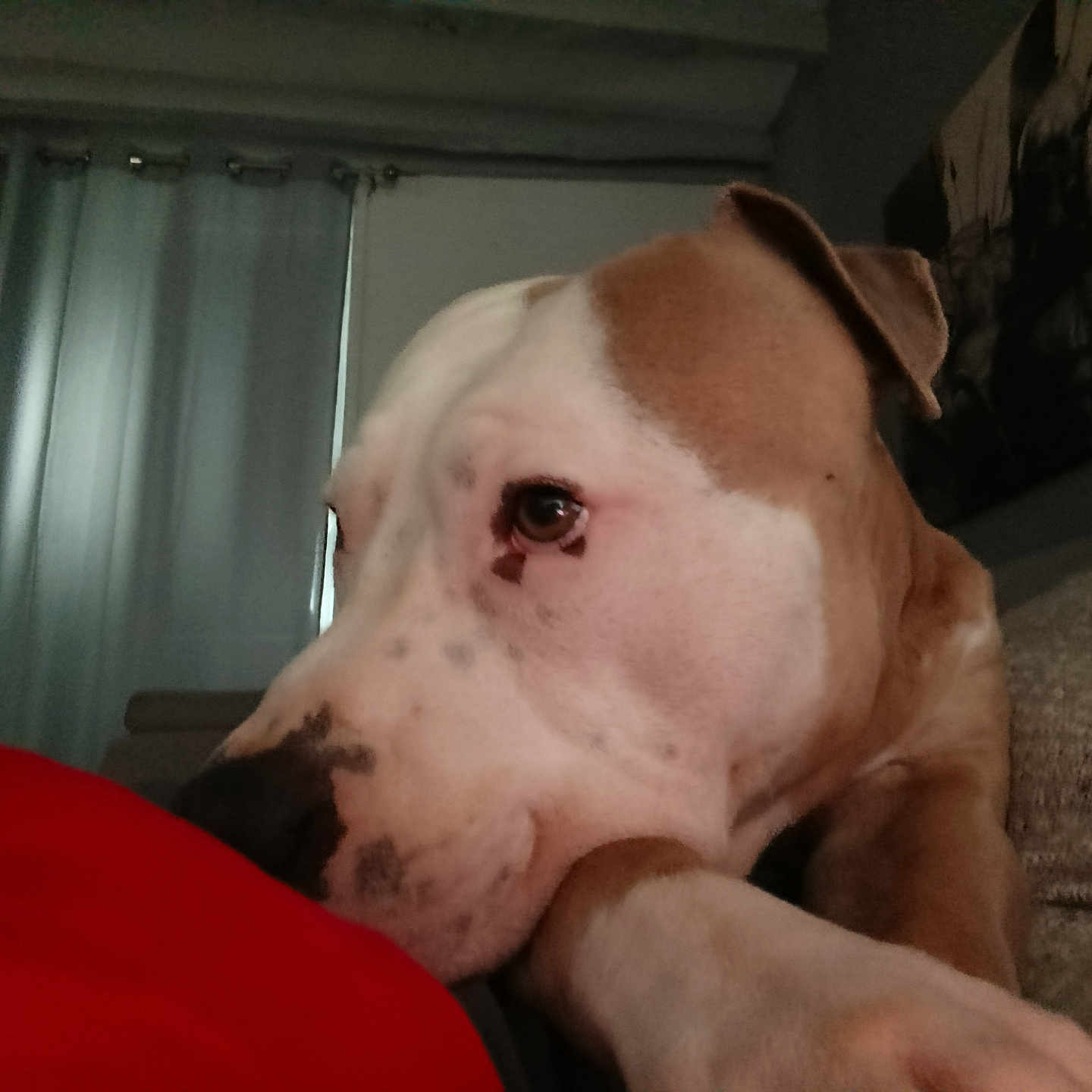 Titan participe au concours pour gagner de l'argent avec cette photo : dog, brown, white, indoor, closeup, resting, head, red, curtains, painting, room, furniture, animal, pet, canine, portrait, relaxing, snout, ears, domestic