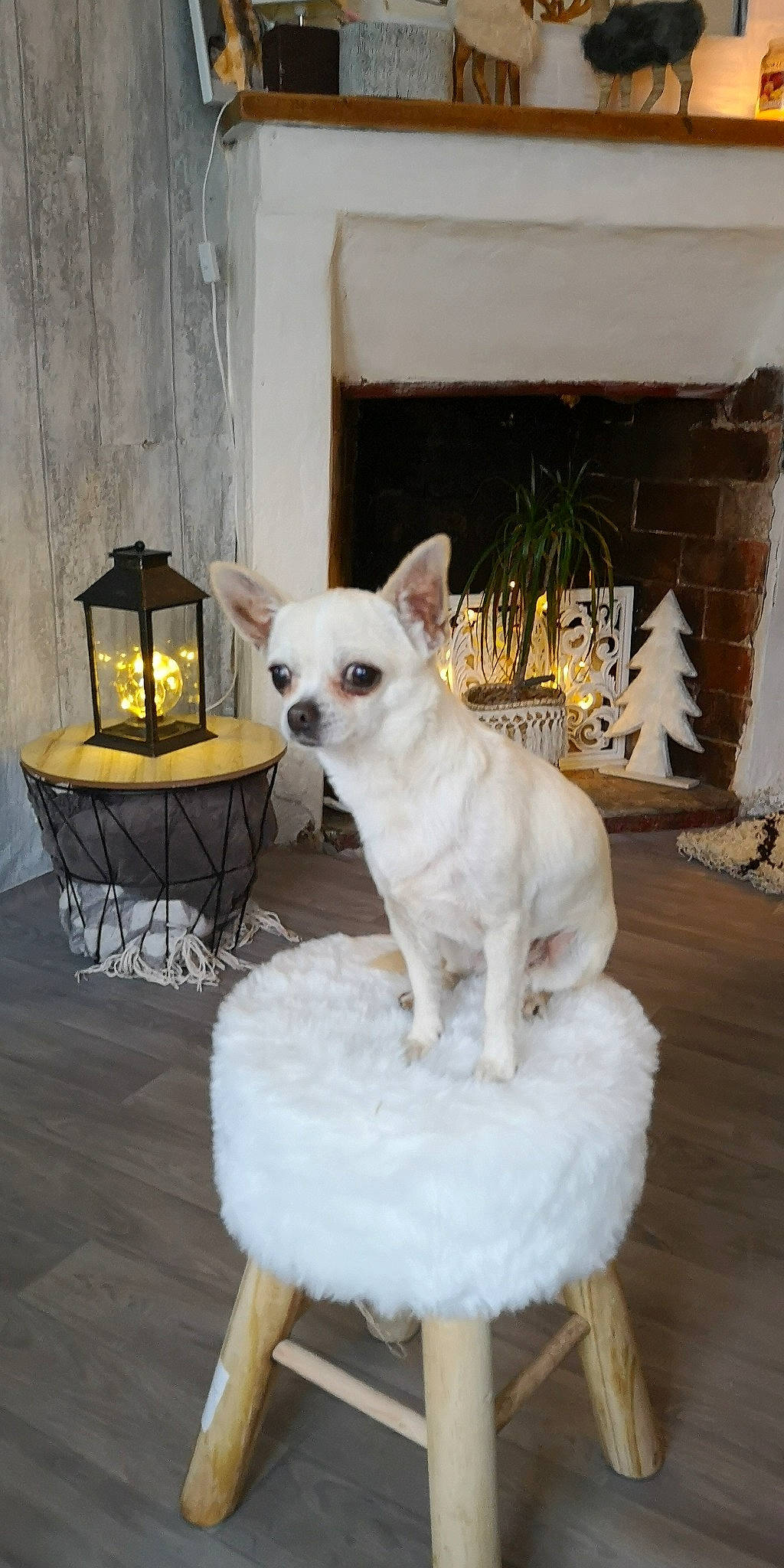 Grâce a rejoint le concours — aidez-le/la à gagner de superbes lots ! canidae, carnivore, chihuahua, companion_dog, dog, dog_breed, fawn, mammal, non_sporting_group, puppy, toy_dog, vertebrate