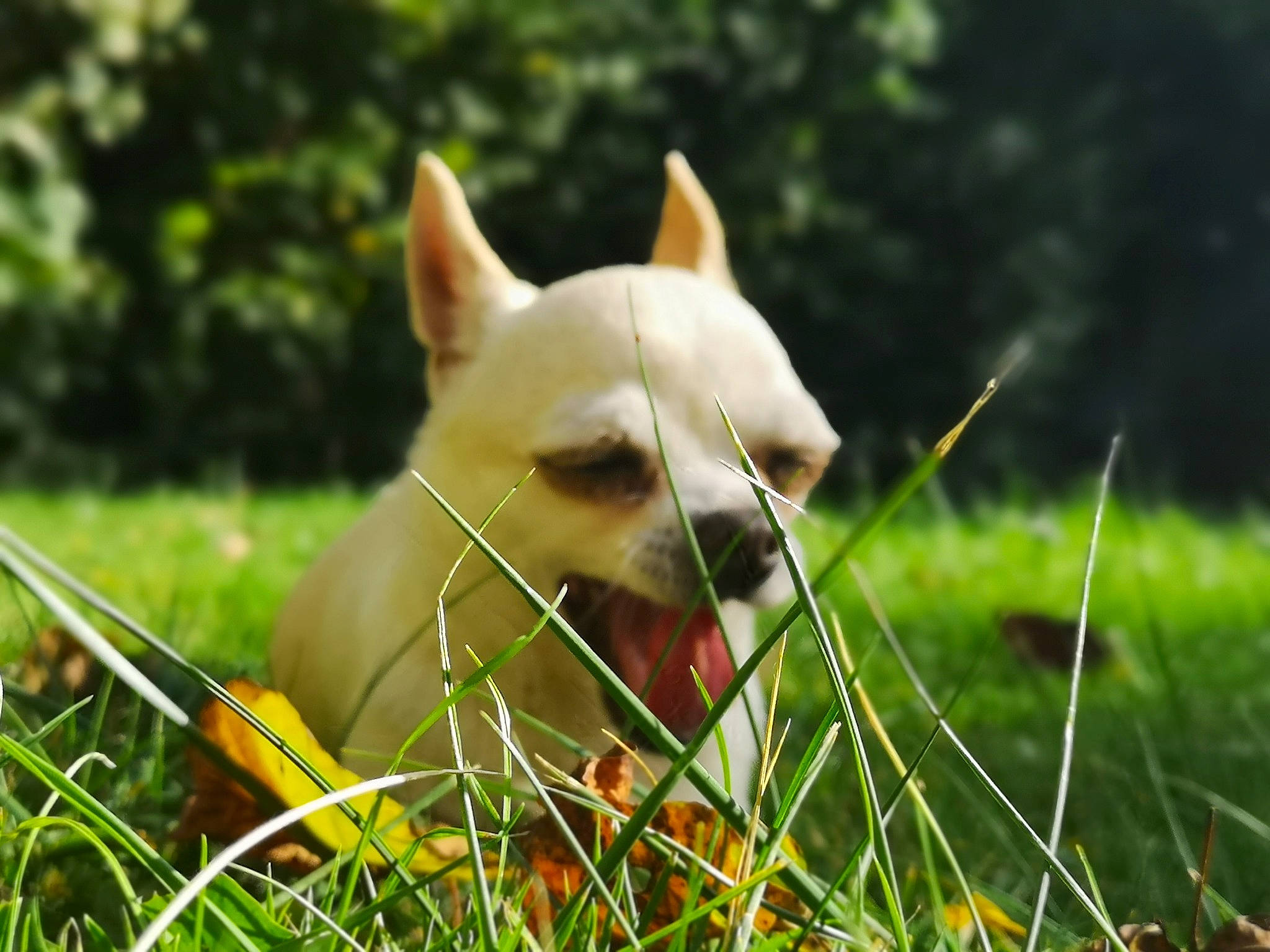 Grâce participe au concours pour gagner de l'argent avec cette photo : canidae, carnivore, chihuahua, companion_dog, dog, dog_breed, fawn, grass, mammal, non_sporting_group, plant, puppy, snout, tail, vertebrate, whiskers