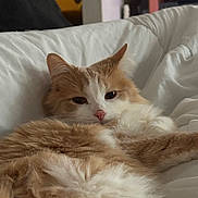 Duncan is registered to the contest to win money with this photo: cat, fluffy, orange, white, pet, animal, indoor, bed, blanket, relaxed, sleepy, fur, cute, cozy, resting, domestic, mammal, whiskers, closeup, comfort