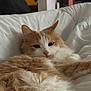 cat, fluffy, orange, white, pet, animal, indoor, bed, blanket, relaxed, sleepy, fur, cute, cozy, resting, domestic, mammal, whiskers, closeup, comfort