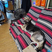 Twix joined the competition — help win amazing prizes! dog, couch, blanket, striped_pattern, heterochromia, living_room, fan, clothing, jacket, cardboard, flooring, door, lights, decorations, indoor, pet, relaxed, wood_floor, home, cozy