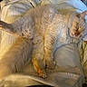 Crackers joined the competition — help win amazing prizes! cat, fluffy, cream_colored, sleeping, relaxed, belly_up, paw, whiskers, pink_nose, fur, quilt, blanket, bed, cozy, indoors, nap, resting, cute, animal, portrait