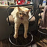 Crackers is registered to the contest to win money with this photo: cat, cream_cat, fluffy, feline, pet, sitting, barstool, dangling_paws, open_mouth, yawning, meowing, indoors, kitchen, counter, power_drill, water_bottle, chair, wood_floor, home, funny