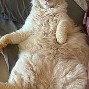 Crackers joined the competition — help win amazing prizes! cat, kitten, fluffy, cream_colored, longhaired, blue_eyes, pet, animal, feline, belly_up, sitting, relaxed, couch, cushion, indoor, portrait, closeup, whiskers, paws, adorable