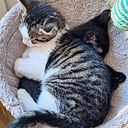 Abou a rejoint le concours — aidez-le/la à gagner de superbes lots ! animal, black_cat, cat, cat_bed, companion, cozy, cute, feline, fur, home, indoor, kitten, paw, pet, resting, sleeping, snuggling, soft, tabby, tail