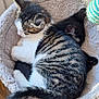 animal, black_cat, cat, cat_bed, companion, cozy, cute, feline, fur, home, indoor, kitten, paw, pet, resting, sleeping, snuggling, soft, tabby, tail