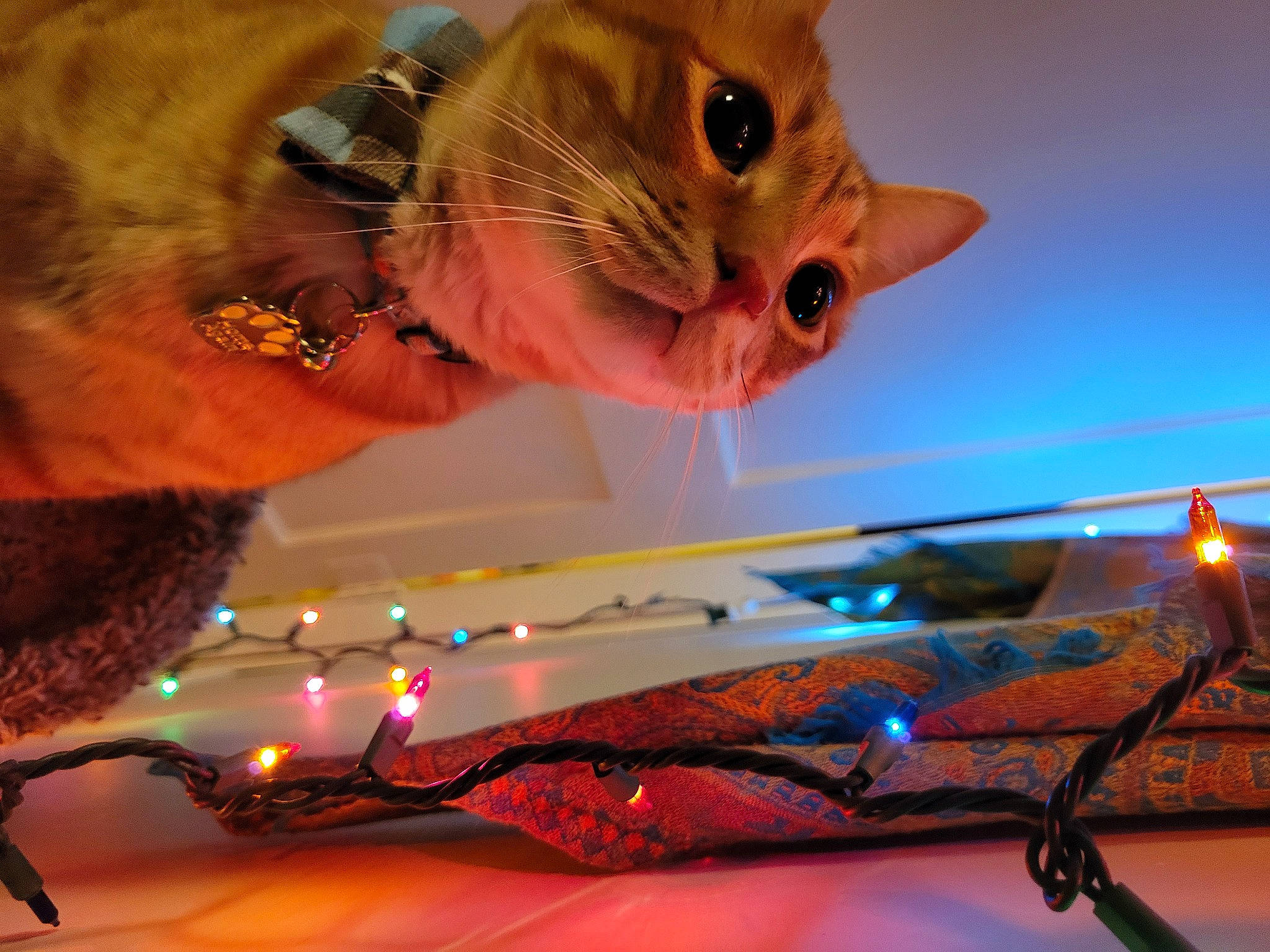 Arthur joined the competition — help win amazing prizes! animation, christmas, electric_blue, entertainment, event, eyewear, fun, fur, holiday, jewellery, night, photography, snout, space, sunglasses, whiskers