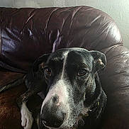 Kevin is registered to the contest to win money with this photo: dog, black_and_white, leather_couch, indoor, pet, animal, portrait, resting, close_up, fur, ears, nose, eyes, wall, texture, light, shadow, relaxing, home, canine