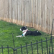 Sasha is registered to the contest to win money with this photo: dog, grass, fence, wooden_fence, collar, pet, outdoor, lawn, black_and_white, canine, animal, resting, side_view, greenery, metal_fence, quiet, sunlight, relaxed, yard, nature