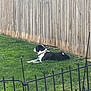 dog, grass, fence, wooden_fence, collar, pet, outdoor, lawn, black_and_white, canine, animal, resting, side_view, greenery, metal_fence, quiet, sunlight, relaxed, yard, nature