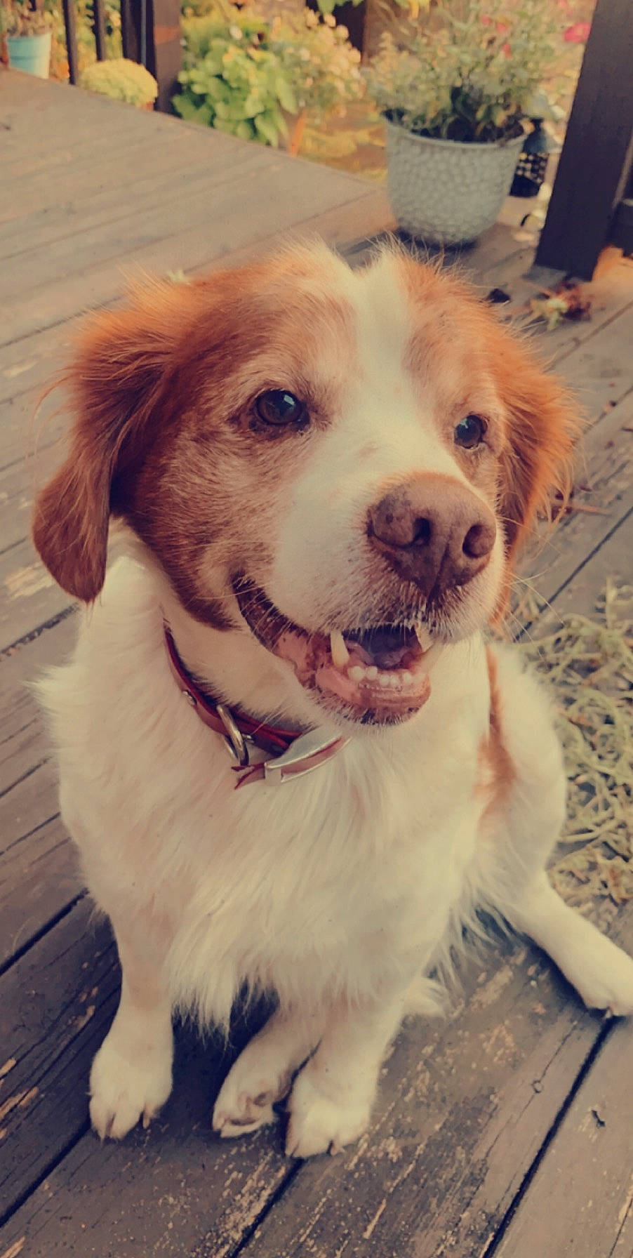Sam is registered to the contest to win money with this photo: brittany, canidae, carnivore, companion_dog, dog, dog_breed, golden_retriever, kooikerhondje, mammal, nose, puppy, rare_breed_dog, retriever, setter, small_greek_domestic_dog, snout, sporting_group, vertebrate, whiskers