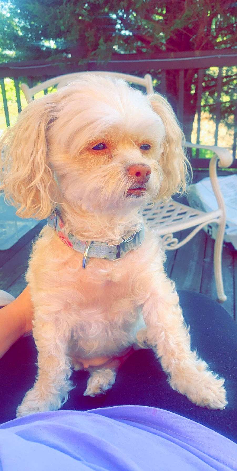 Lucy is registered to the contest to win money with this photo: bolonka, canidae, carnivore, cavachon, cavapoo, cockapoo, companion_dog, dog, dog_breed, havanese, maltepoo, maltese, mammal, pekapoo, poodle_crossbreed, puppy, schnoodle, snout, toy_poodle, vertebrate