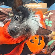 Maya a rejoint le concours — aidez-le/la à gagner de superbes lots ! animal, black_and_white, blanket, brown_eyes, car_interior, costume, cozy, cute, dog, nose, orange_sweater, paw_prints, pet, pointy_ears, portrait, puppy, scruffy_fur, seated, small_dog, vehicle