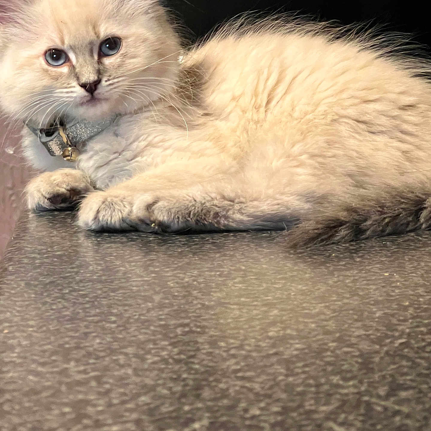 Lina is registered to the contest to win money with this photo: animal, bell, blue_eyes, cat, closeup, collar, curious, cute, domestic_animal, feline, fluffy, fur, indoor, kitten, pet, portrait, resting, tabletop, whiskers, young