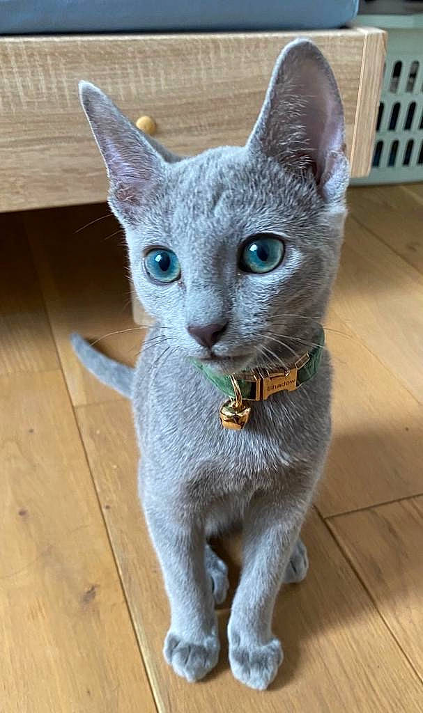 Shadow participe au concours pour gagner de l'argent avec cette photo : art, carnivore, cat, creative_arts, domestic_short_haired_cat, fawn, felidae, fur, grey, hardwood, head, russian_blue, sculpture, small_to_medium_sized_cats, snout, tail, terrestrial_animal, whiskers, window, wood