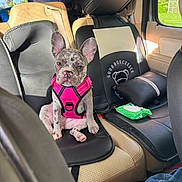 Stormi joined the competition — help win amazing prizes! puppy, dog, car_interior, pet_harness, seat_cover, sunlight, window, leather_seat, pink_harness, spotted_coat, pet, animal, sitting, curious, calm, daylight, vehicle, travel, young_dog, cute