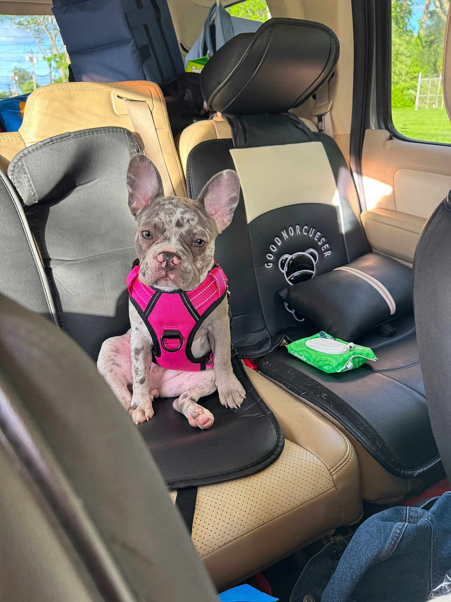 Stormi joined the competition — help win amazing prizes! puppy, dog, car_interior, pet_harness, seat_cover, sunlight, window, leather_seat, pink_harness, spotted_coat, pet, animal, sitting, curious, calm, daylight, vehicle, travel, young_dog, cute