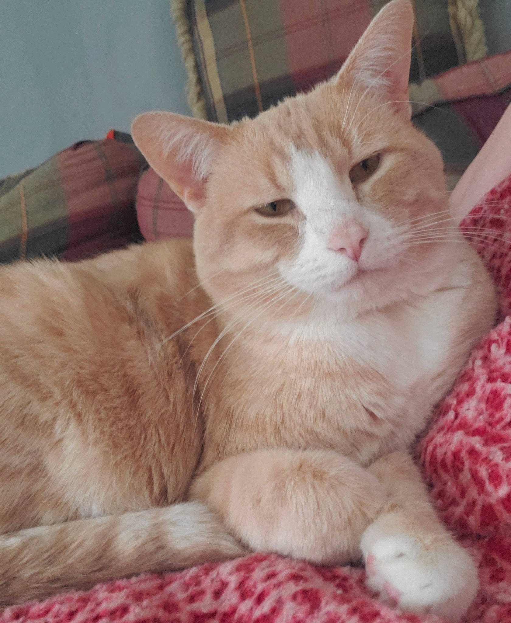 Chipper joined the competition — help win amazing prizes! carnivore, cat, cat_bed, cat_supply, claw, comfort, domestic_short_haired_cat, fawn, felidae, foot, fur, paw, small_to_medium_sized_cats, snout, tail, whiskers