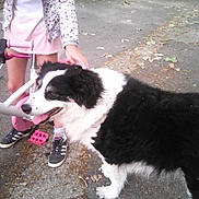 Purple participe au concours pour gagner de l'argent avec cette photo : dog, child, bicycle, petting, outdoor, pavement, leaves, black_and_white_dog, sneakers, pink_outfit, animal, person, handlebars, pedal, sidewalk, summer, casual_clothing, walking, friendship, nature