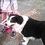 animal, bicycle, black_and_white_dog, casual_clothing, child, dog, friendship, handlebars, leaves, nature, outdoor, pavement, pedal, person, petting, pink_outfit, sidewalk, sneakers, summer, walking