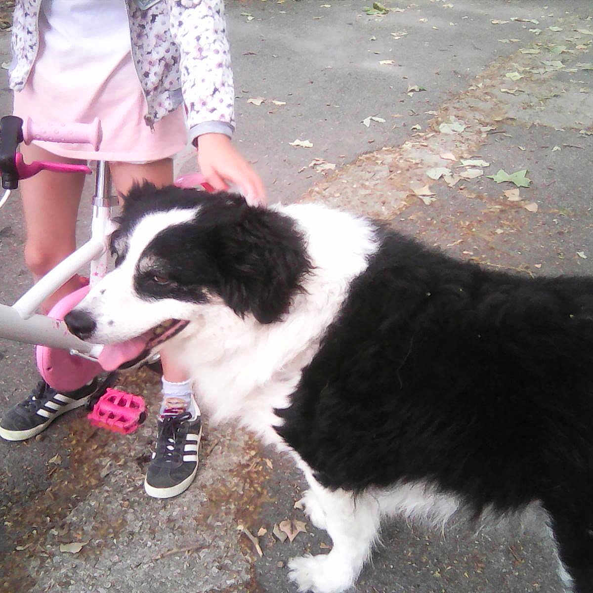 Charlpurpl participe au concours pour gagner de l'argent avec cette photo : animal, bicycle, bike_pedals, black_and_white, casual_clothing, child, dog, friendship, human, leaves, legs, nature, outdoor, panting, pavement, petting, pink, playtime, shoes, white