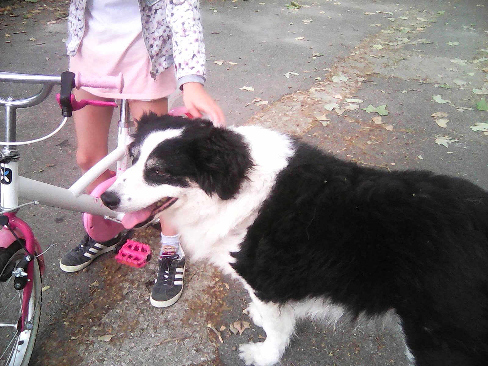 Charlpurpl participe au concours pour gagner de l'argent avec cette photo : dog, child, bicycle, outdoor, pavement, petting, black_and_white, panting, leaves, shoes, pink, white, bike_pedals, legs, casual_clothing, nature, playtime, friendship, animal, human