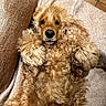 Bonnie participe au concours pour gagner de l'argent avec cette photo : animal, blanket, brown, canine, comfortable, couch, cozy, curly_fur, cute, dog, fur, golden_dog, indoor, lying_down, paw, pet, portrait, relaxed, resting, soft
