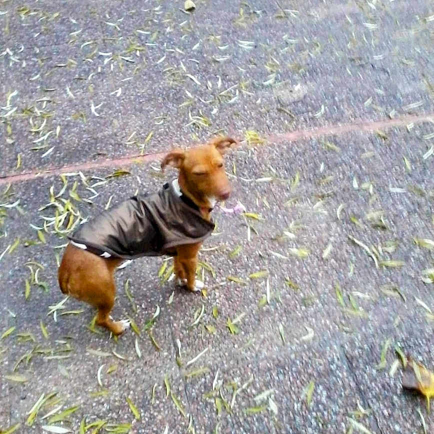 Bally participe au concours pour gagner de l'argent avec cette photo : airedale, animal, canine, chihuahua, clothing, coat, computerhardware, dog, electronics, hardware, hound, lesserpanda, monitor, pet, photography, puppy, screen, snout, terrier, text