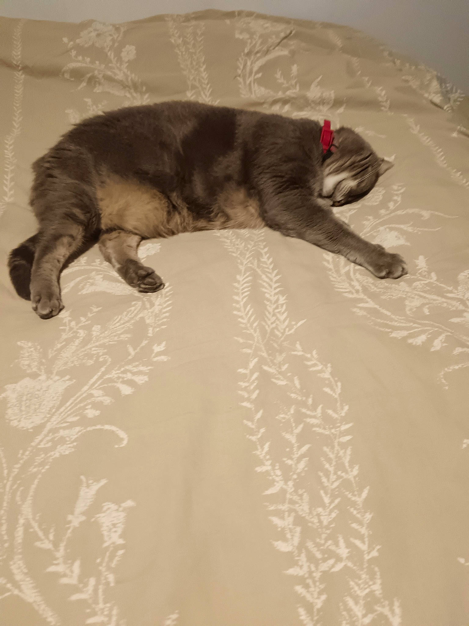 Lilas a rejoint le concours — aidez-le/la à gagner de superbes lots ! carnivore, cat, claw, comfort, dog_breed, domestic_short_haired_cat, felidae, floor, flooring, fur, grey, linens, nap, paw, room, small_to_medium_sized_cats, tail, terrestrial_animal, whiskers, wood