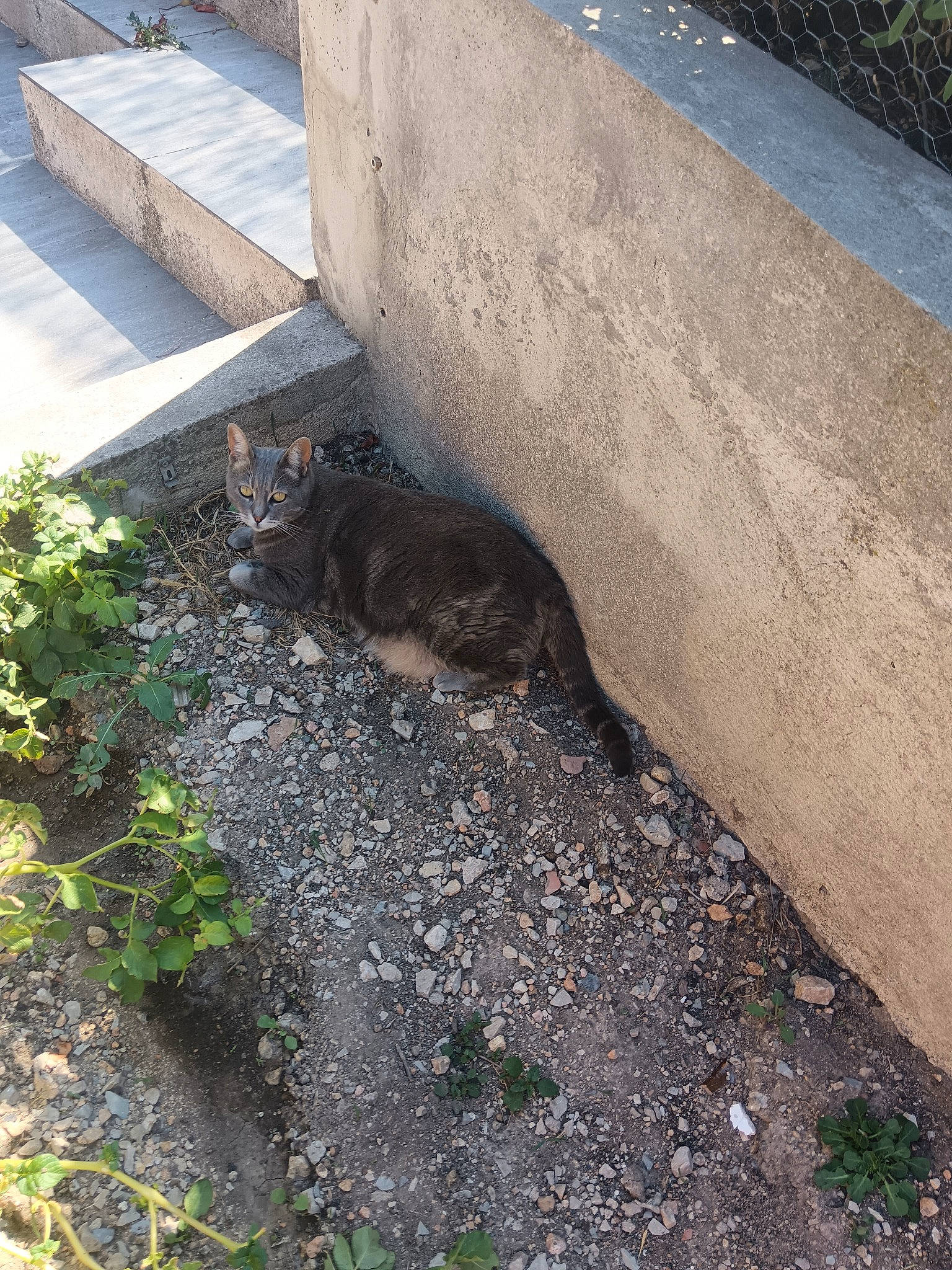 Lilas participe au concours pour gagner de l'argent avec cette photo : asphalt, carnivore, cat, concrete, felidae, grass, groundcover, landscape, plant, road, road_surface, rock, shadow, sidewalk, small_to_medium_sized_cats, soil, tail, tar, terrestrial_animal, walkway