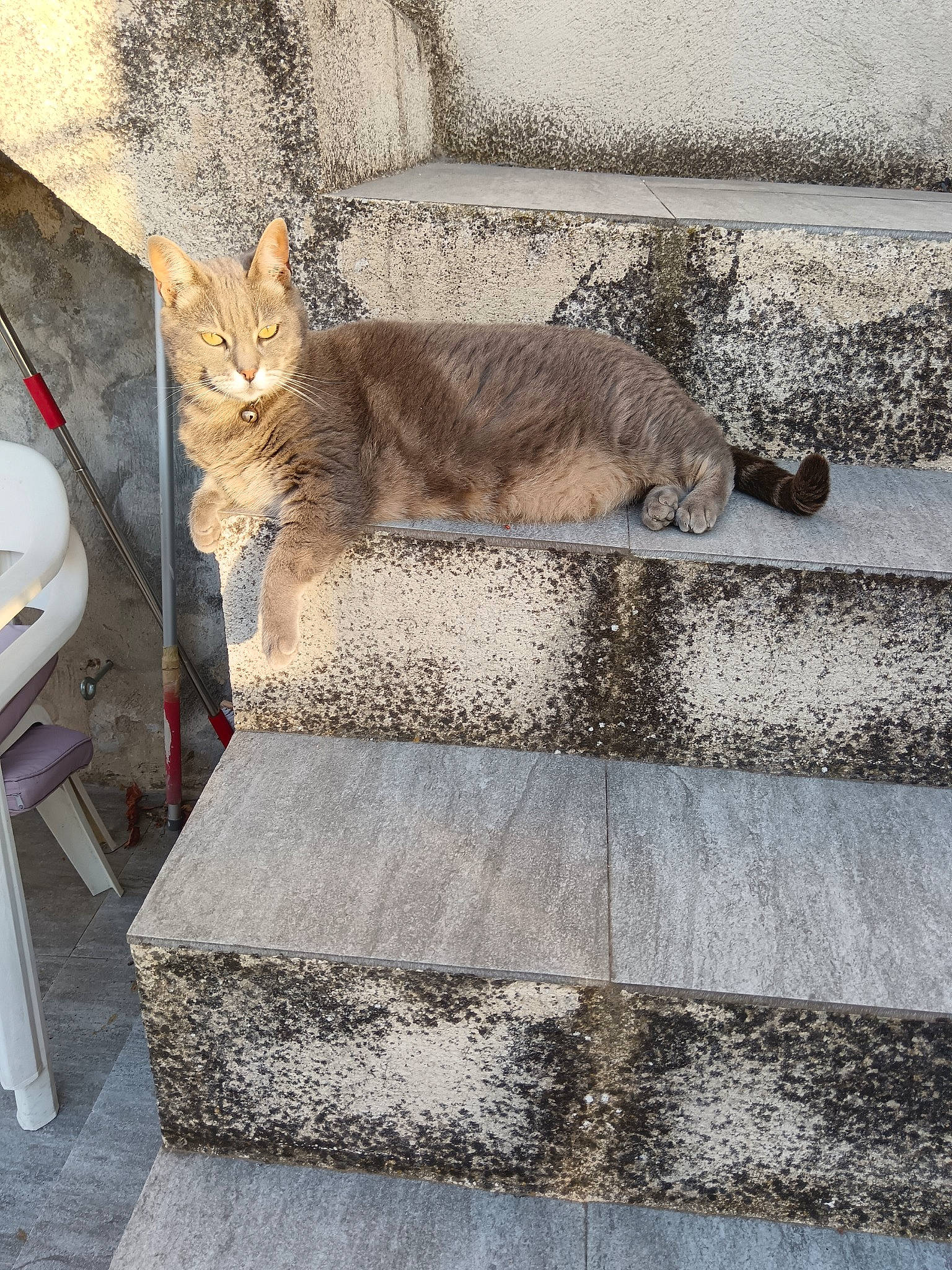 Lilas participe au concours pour gagner de l'argent avec cette photo : asphalt, carnivore, cat, concrete, domestic_short_haired_cat, felidae, flagstone, flooring, fur, grey, metal, road, road_surface, sidewalk, sitting, small_to_medium_sized_cats, tail, terrestrial_animal, whiskers, wood