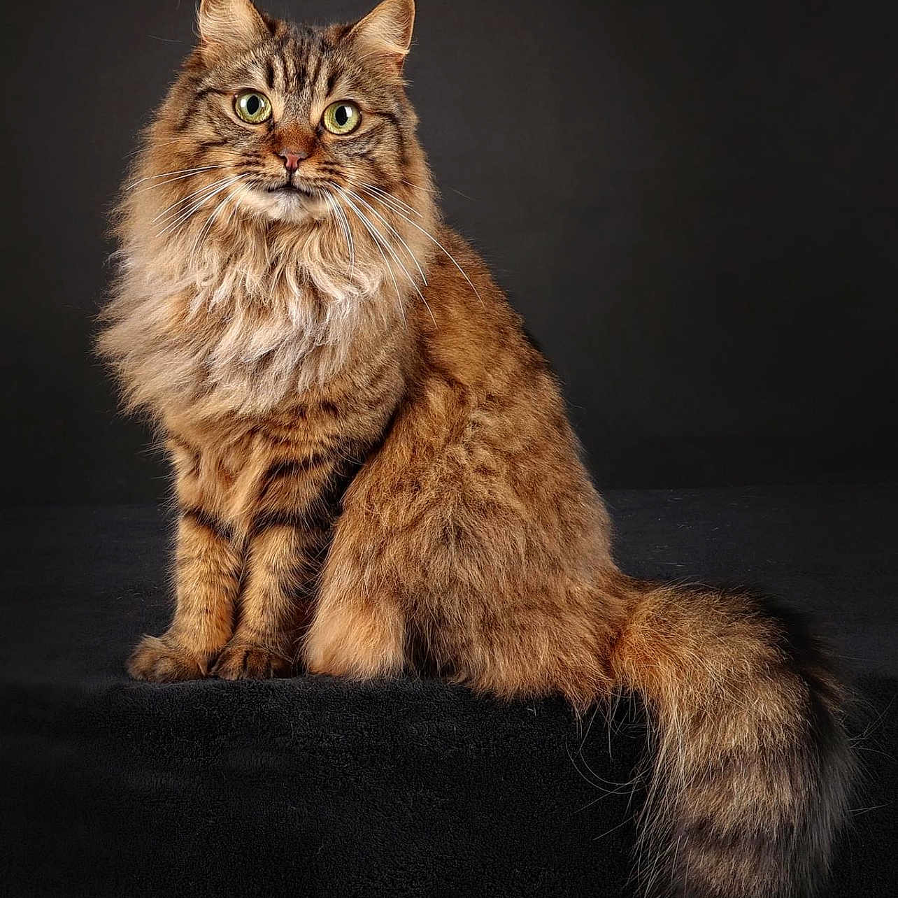 Lulu a rejoint le concours — aidez-le/la à gagner de superbes lots ! abyssinian, angora, animal, brasssection, cat, clothing, face, fur, head, horn, kitten, manx, musicalinstrument, person, pet, photography, portrait