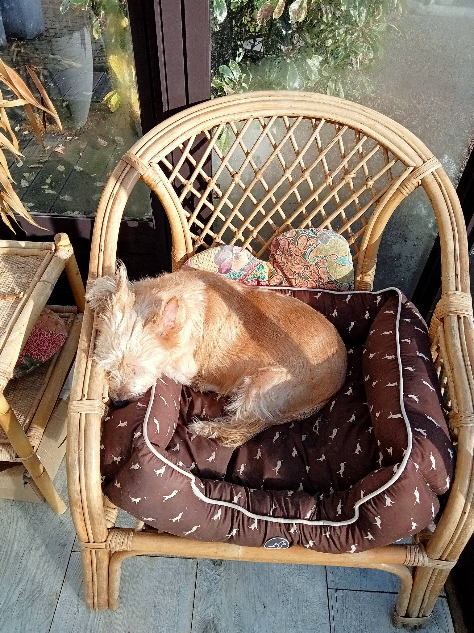 Zoé a rejoint le concours — aidez-le/la à gagner de superbes lots ! baby_products, bag, basket, carnivore, chair, comfort, companion_dog, fashion_accessory, fawn, fur, grass, hardwood, outdoor_furniture, pattern, picnic_basket, product, sitting, storage_basket, wicker, wood