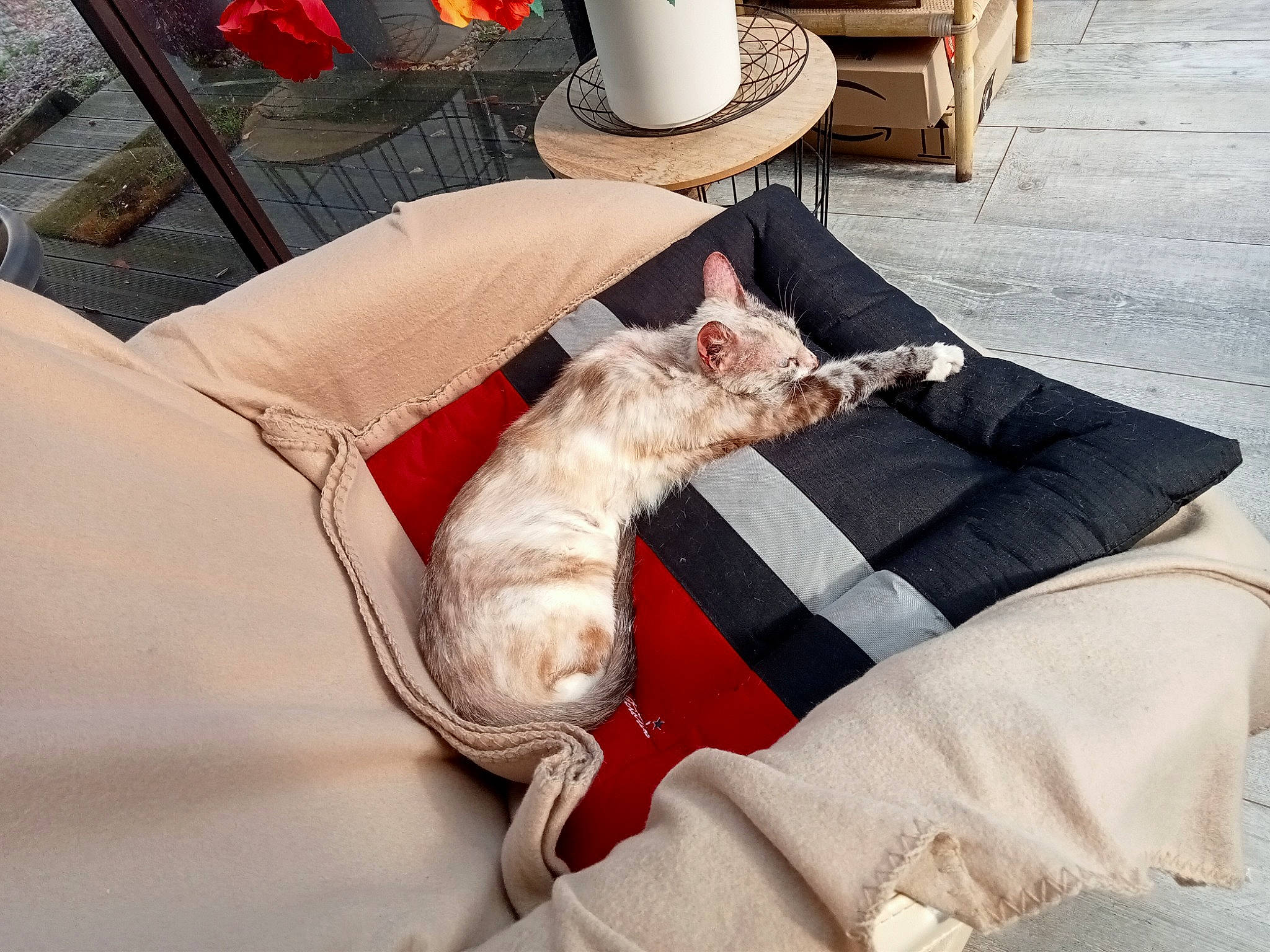 Lily participe au concours pour gagner de l'argent avec cette photo : carnivore, cat, comfort, companion_dog, couch, domestic_short_haired_cat, fawn, felidae, flowerpot, fur, furniture, hat, lap, linens, room, small_to_medium_sized_cats, tail, textile, whiskers, wood