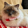 Twisty participe au concours pour gagner de l'argent avec cette photo : cat, blue_eyes, fluffy, collar, bell, pet, indoor, blanket, red, white, cute, feline, resting, portrait, closeup, domestic_animal, cozy, holiday, fur, animal