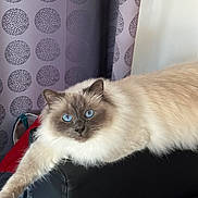 Twisty participe au concours pour gagner de l'argent avec cette photo : cat, blue_eyes, fluffy, long_hair, indoor, couch, black_leather, curtain, patterned_curtain, stretching, relaxed, pet, feline, close_up, animal, domestic_cat, whiskers, face, paw, resting
