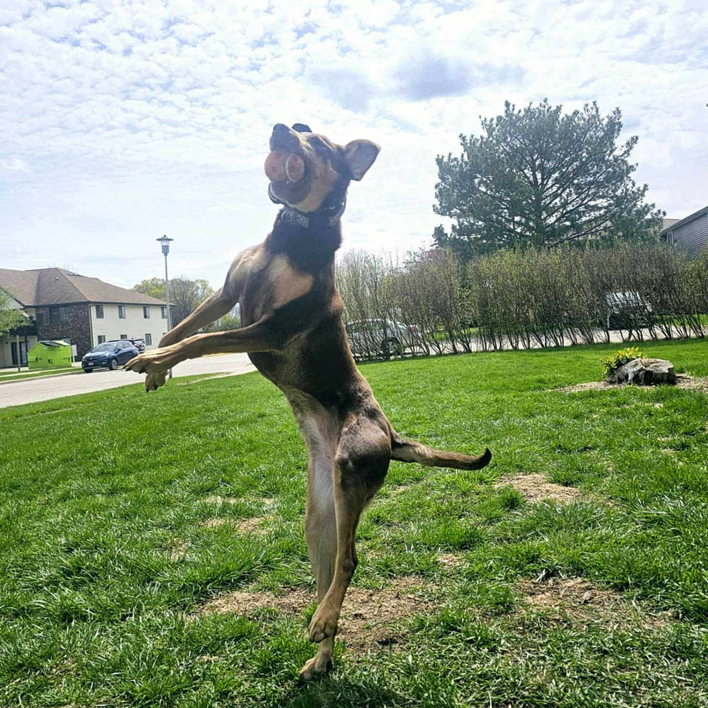 Yo Yo is registered to the contest to win money with this photo: architecture, backyard, building, face, field, grass, head, lawn, nature, outdoors, park, person, photography, plant, portrait, shelter, summer, tree, vegetation, yard
