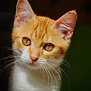 Pops a rejoint le concours — aidez-le/la à gagner de superbes lots ! cat, kitten, orange_cat, white_fur, whiskers, close_up, portrait, animal, pet, feline, cute, young_cat, indoor, fur, ears, eyes, face, mammal, domestic_animal, adorable