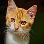 cat, kitten, orange_cat, white_fur, whiskers, close_up, portrait, animal, pet, feline, cute, young_cat, indoor, fur, ears, eyes, face, mammal, domestic_animal, adorable