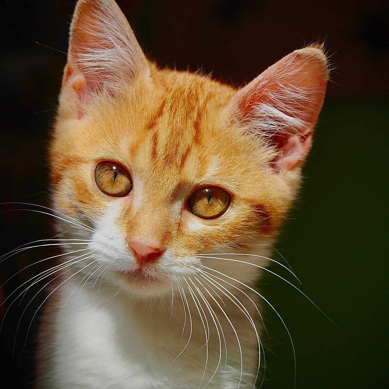 Pops a rejoint le concours — aidez-le/la à gagner de superbes lots ! adorable, animal, cat, close_up, cute, domestic_animal, ears, eyes, face, feline, fur, indoor, kitten, mammal, orange_cat, pet, portrait, whiskers, white_fur, young_cat