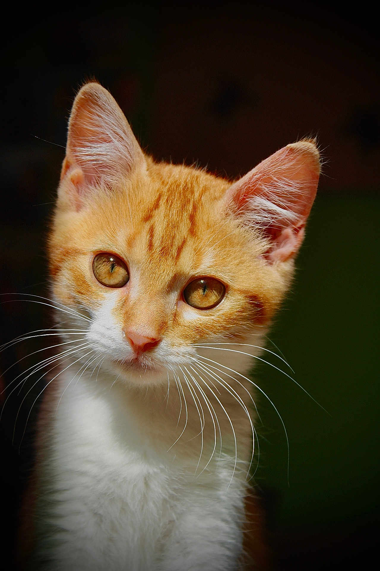 Pops a rejoint le concours — aidez-le/la à gagner de superbes lots ! cat, kitten, orange_cat, white_fur, whiskers, close_up, portrait, animal, pet, feline, cute, young_cat, indoor, fur, ears, eyes, face, mammal, domestic_animal, adorable