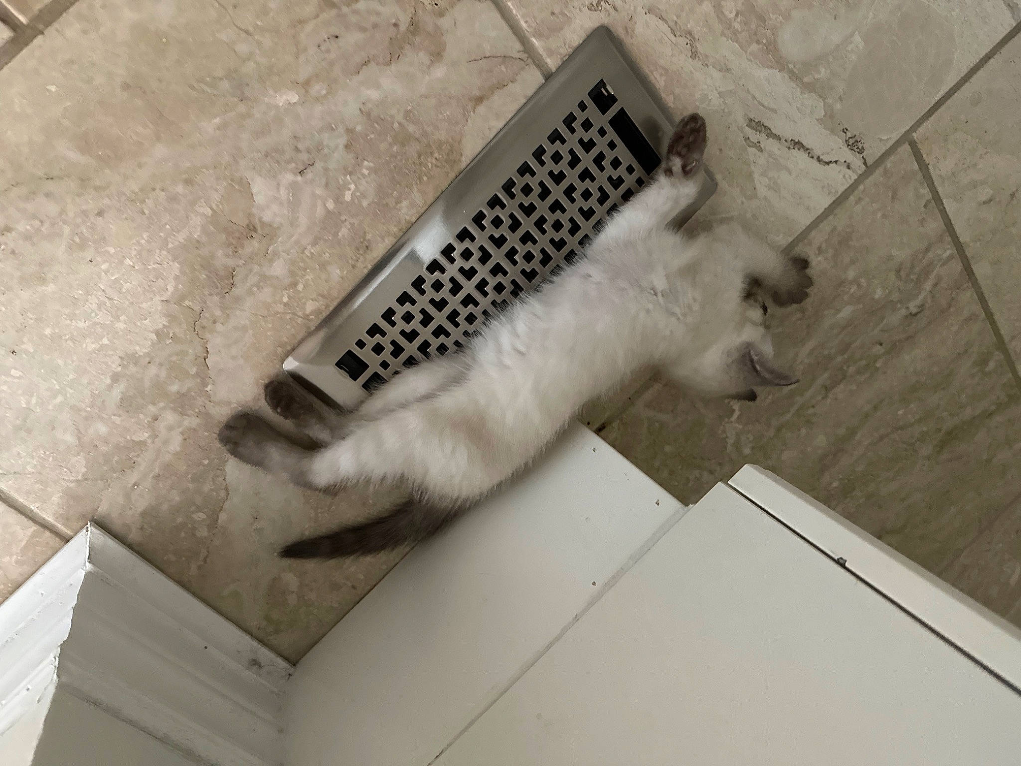 Luna is registered to the contest to win money with this photo: carnivore, cat, domestic_short_haired_cat, felidae, flooring, fur, grey, office_equipment, paper_product, paw, room, small_to_medium_sized_cats, snout, space_bar, tail, whiskers, wood