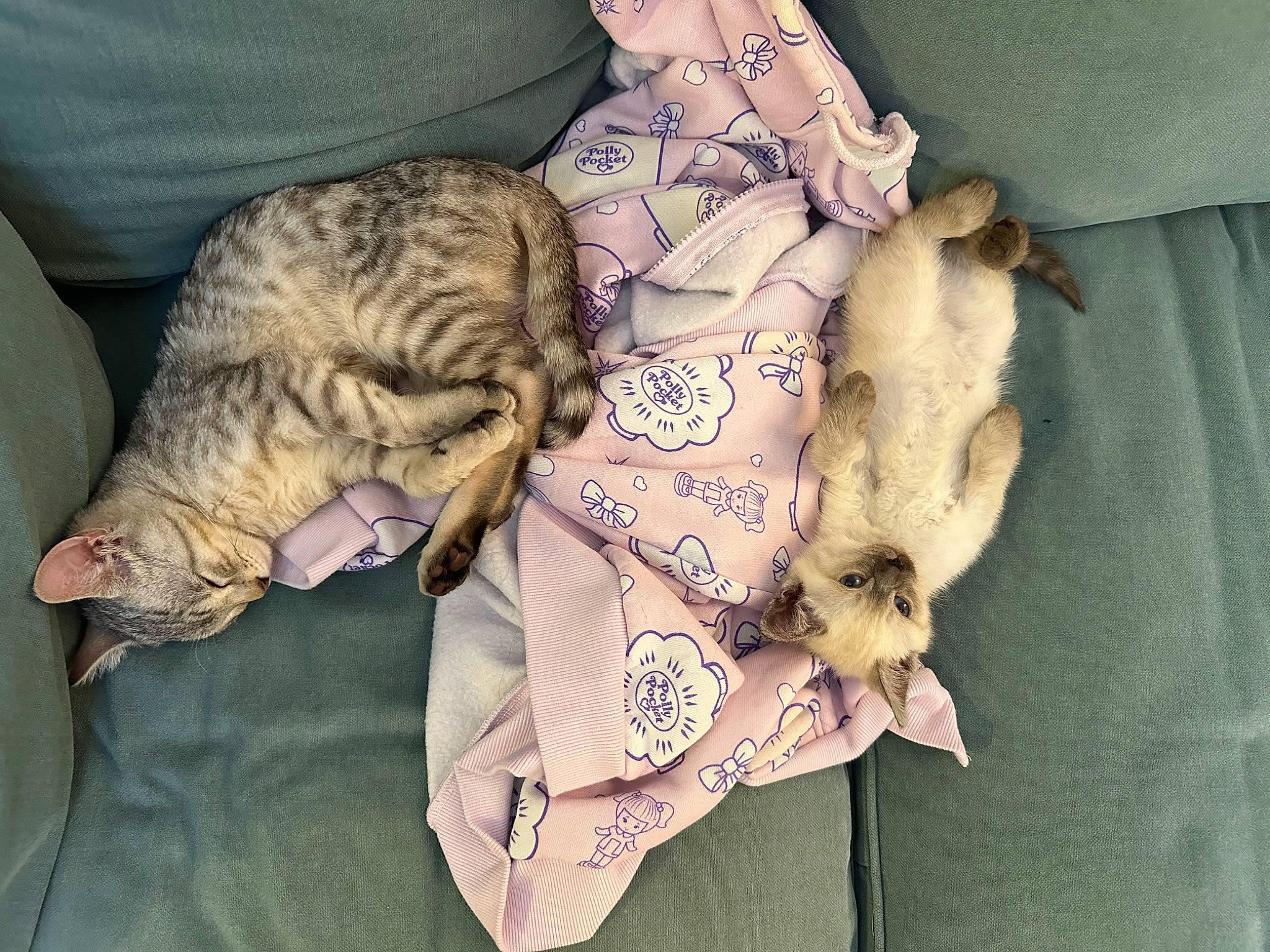 Luna joined the competition — help win amazing prizes! canidae, carnivore, cat, comfort, companion_dog, domestic_short_haired_cat, fawn, felidae, fur, hat, linens, nap, pattern, paw, sleep, sleeve, small_to_medium_sized_cats, sporting_group, tail, whiskers