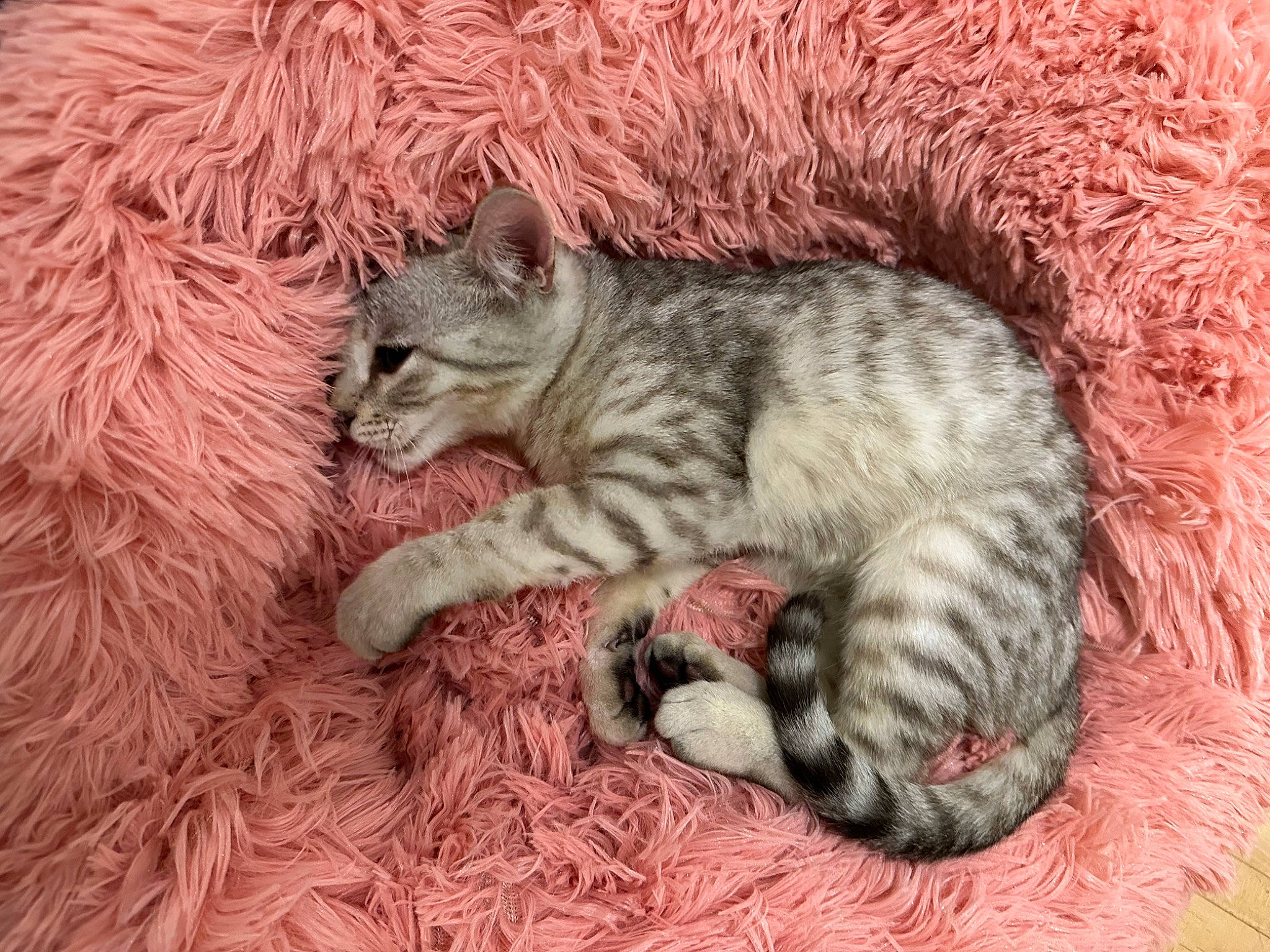 Leonardo is registered to the contest to win money with this photo: carnivore, cat, cat_supply, cat_toy, claw, domestic_short_haired_cat, fawn, felidae, fur, grass, paw, small_to_medium_sized_cats, snout, tail, terrestrial_animal, whiskers, wildlife