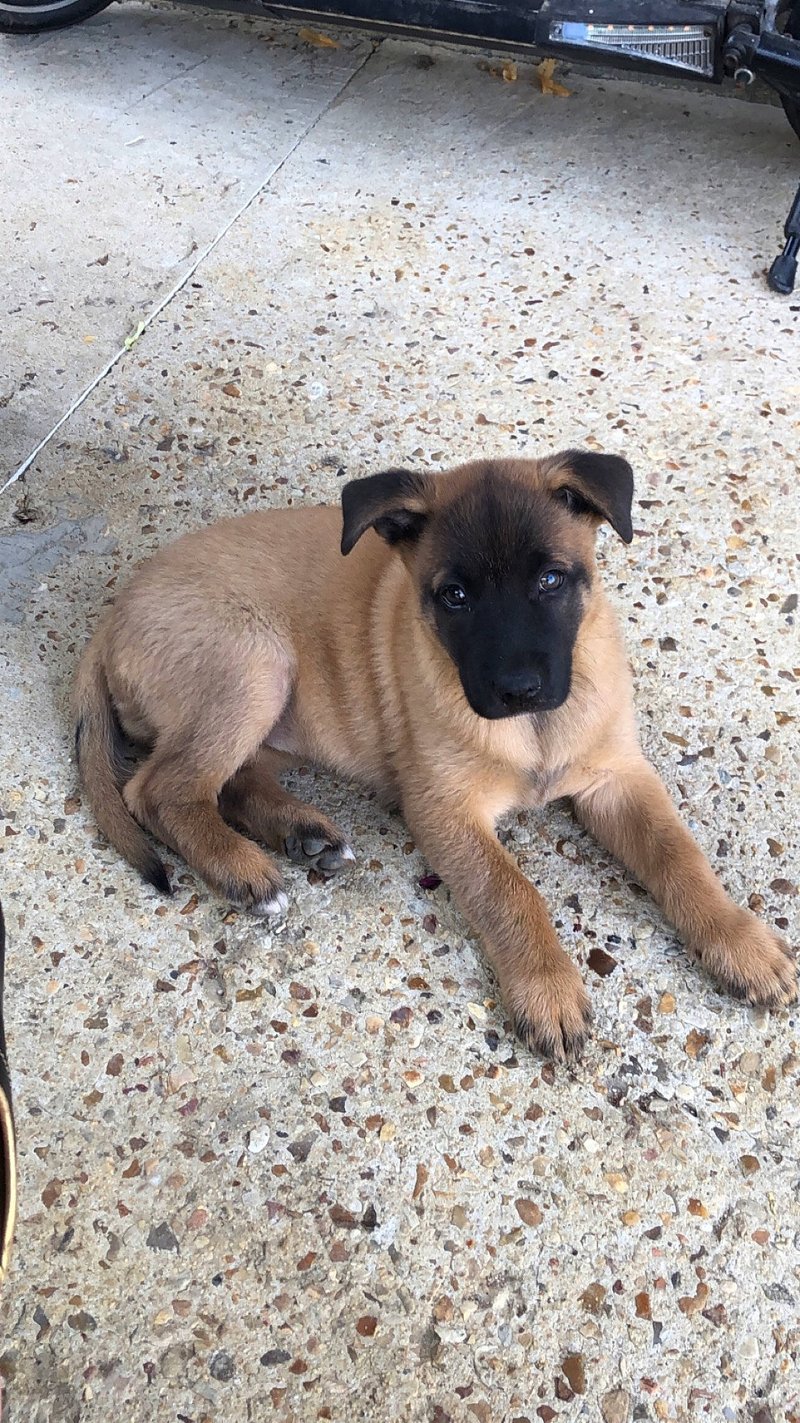 Bonnie participe au concours pour gagner de l'argent avec cette photo : ancient_dog_breeds, canidae, carnivore, companion_dog, dog, dog_breed, fawn, non_sporting_group, paw, puppy, sporting_group, street_dog, tail, terrestrial_animal, toy_dog, working_animal, working_dog