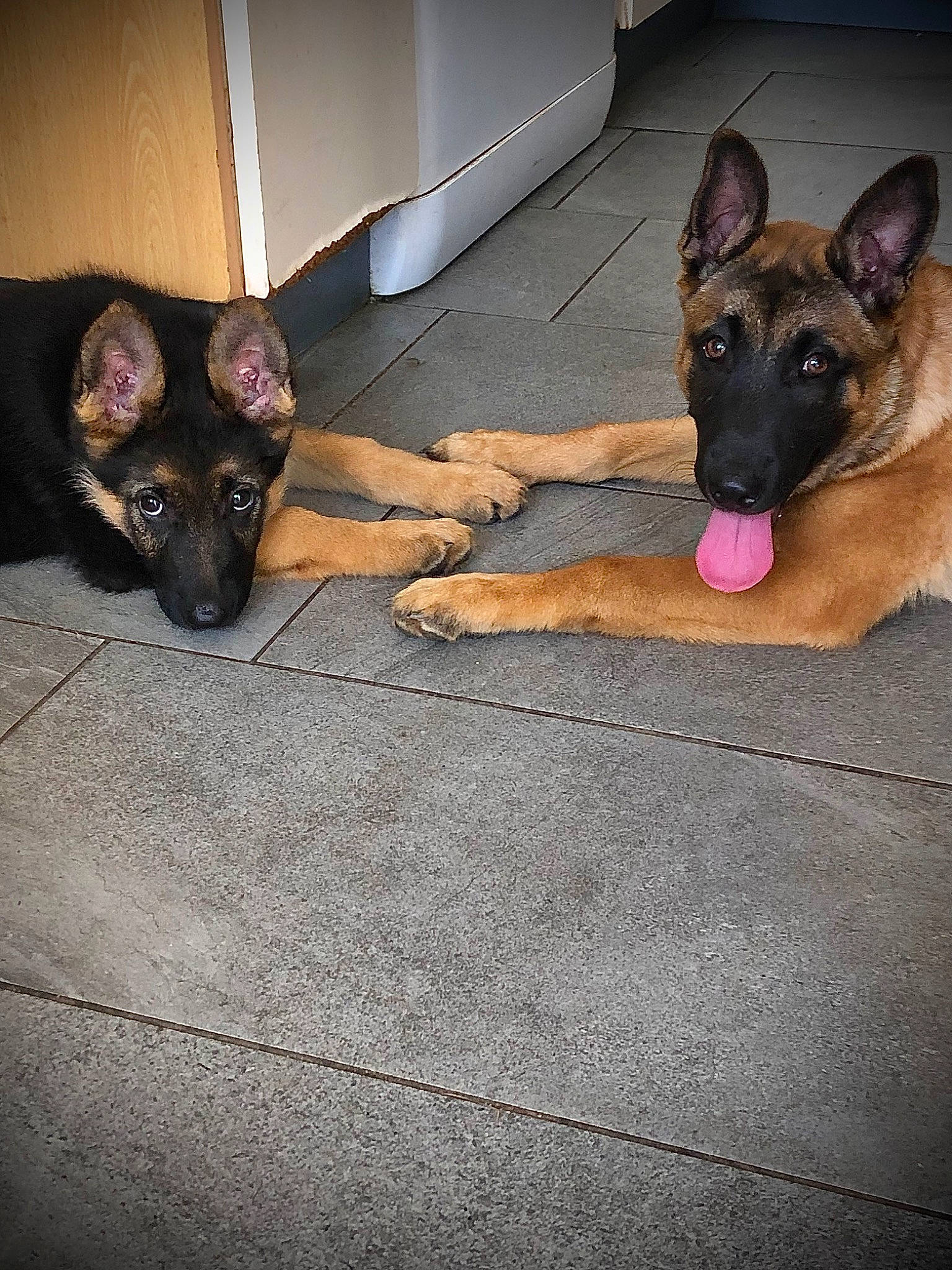 Bonnie a rejoint le concours — aidez-le/la à gagner de superbes lots ! canidae, carnivore, companion_dog, dog, dog_breed, dog_supply, fawn, flooring, foot, fur, german_shepherd_dog, guard_dog, herding_dog, mammal, old_german_shepherd_dog, paw, sporting_group, toy_dog, vertebrate, working_dog